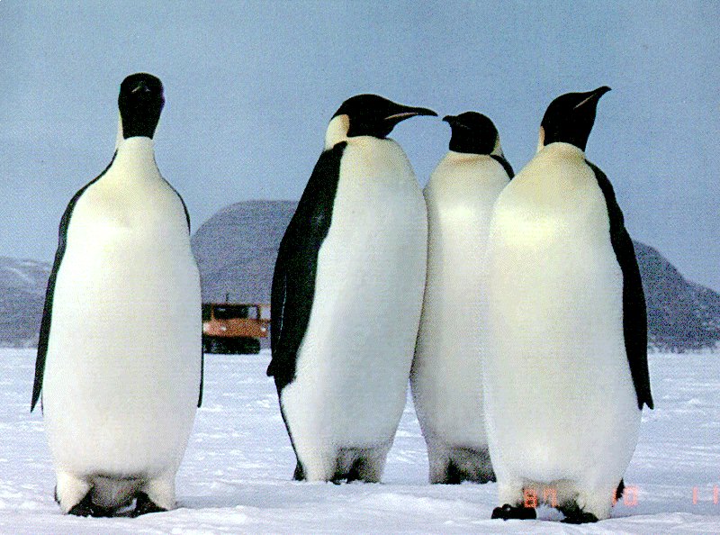 in love penguins