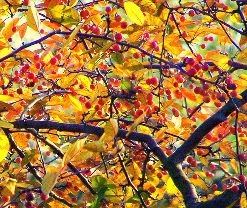 fruit-trees.jpg